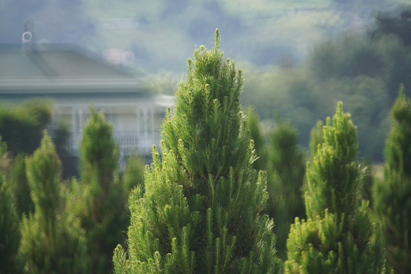 Example of our Christmas trees