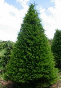 Trees – Mount Gabriel Christmas Tree Farms